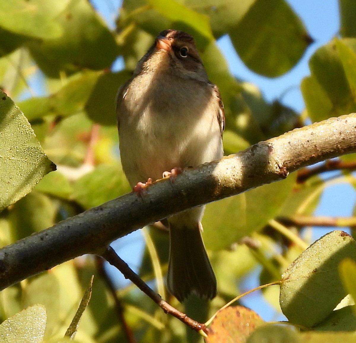 Chipping Sparrow - ML609498473