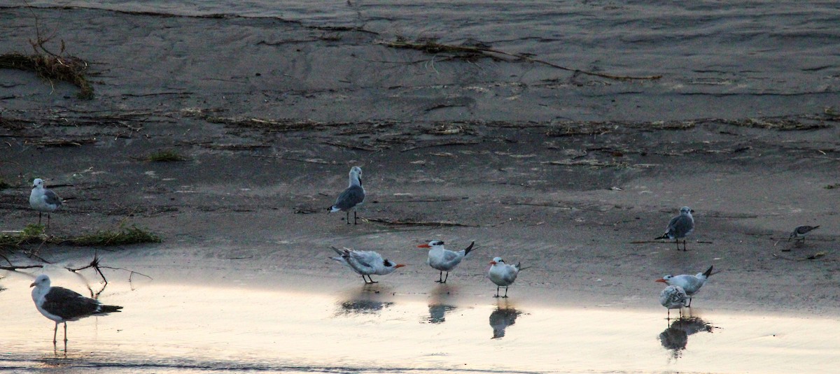 Gaviota Sombría - ML609498526