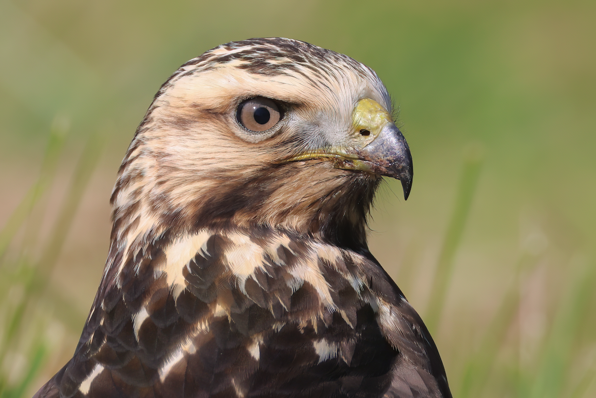 Swainson's Hawk - ML609498623