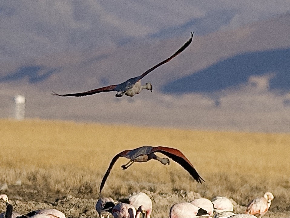 Andean Flamingo - Craig Rasmussen