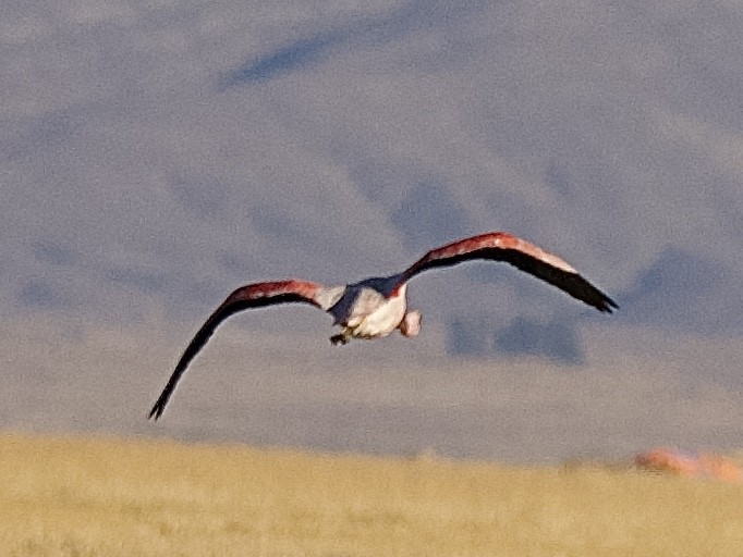Andean Flamingo - Craig Rasmussen