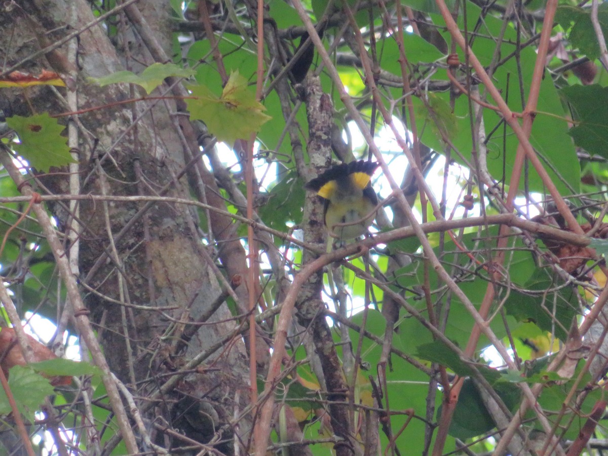 American Redstart - Claudia Amsler