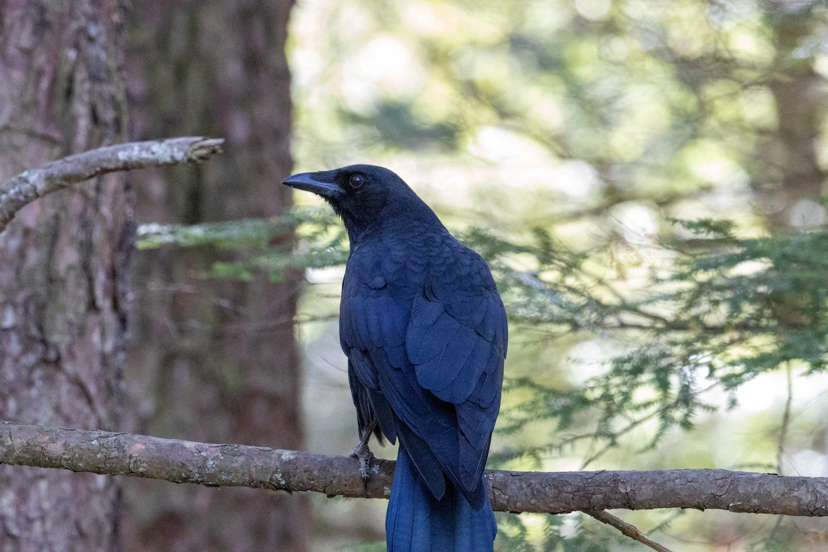 American Crow - ML609498744