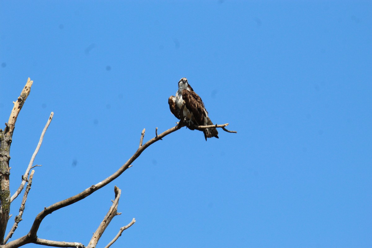 Balbuzard pêcheur - ML609498753