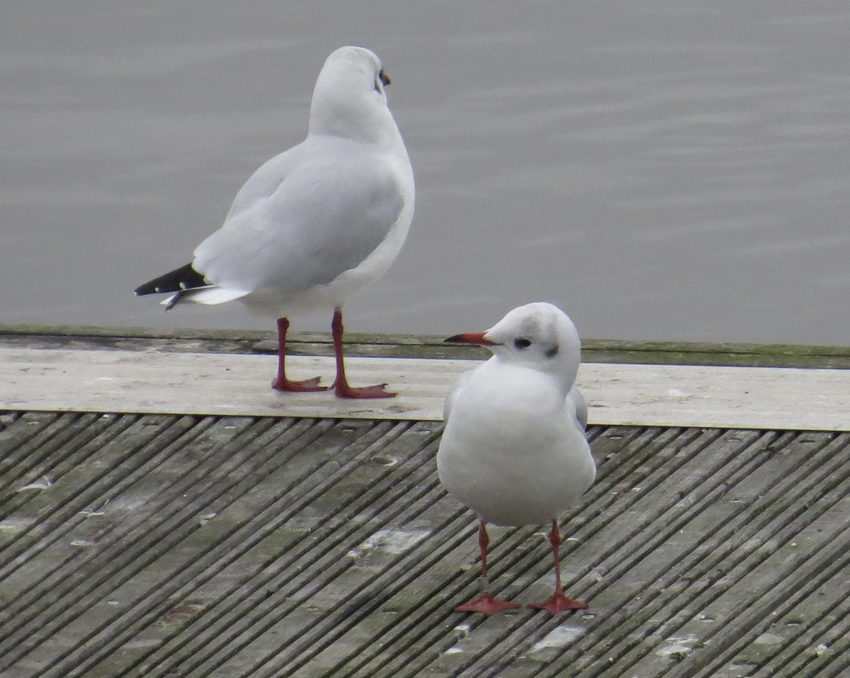 Black-headed Gull - ML609498755