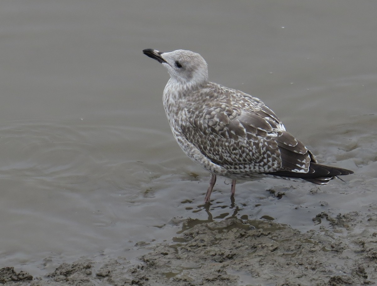 European Herring Gull - ML609498757