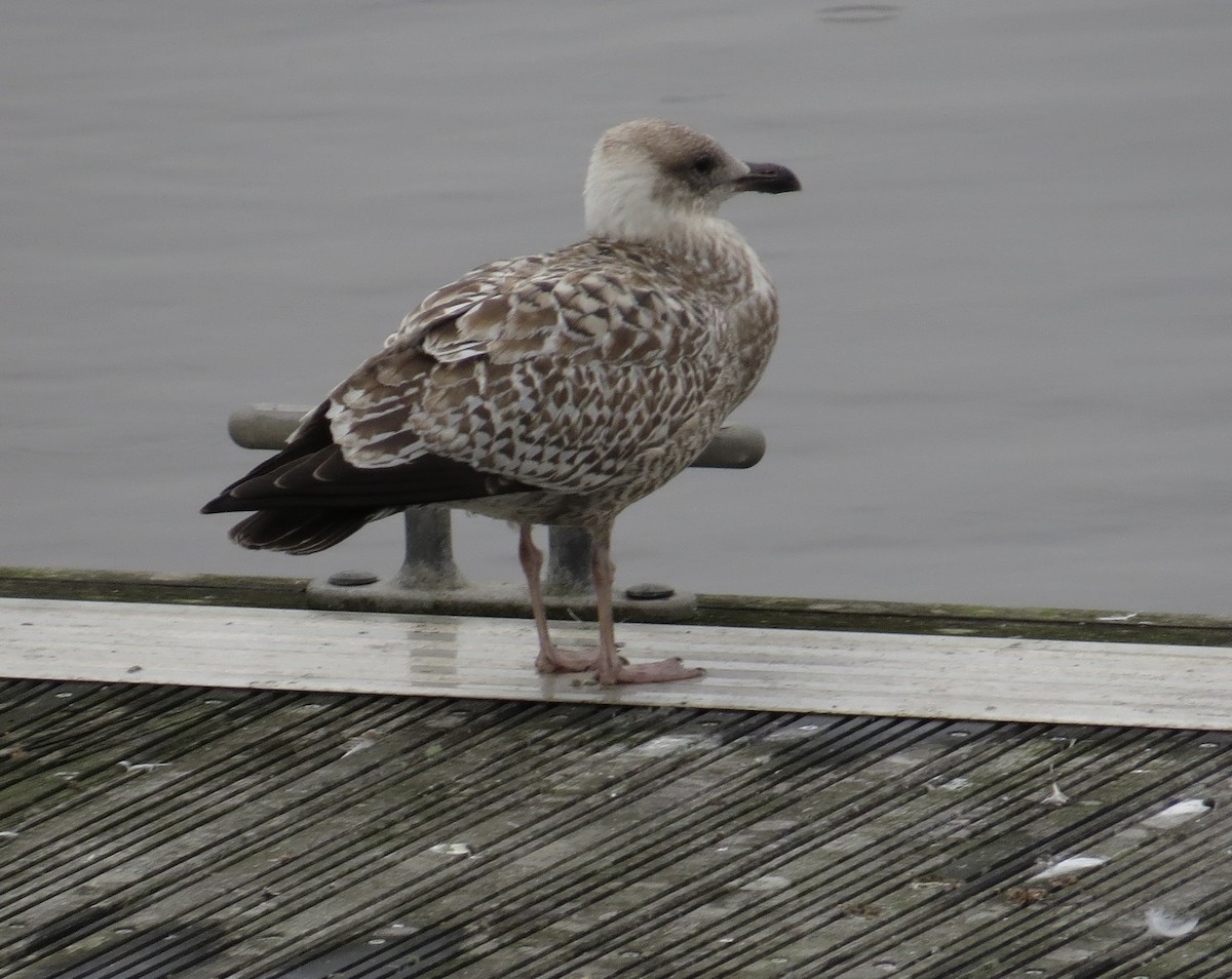 European Herring Gull - ML609498758