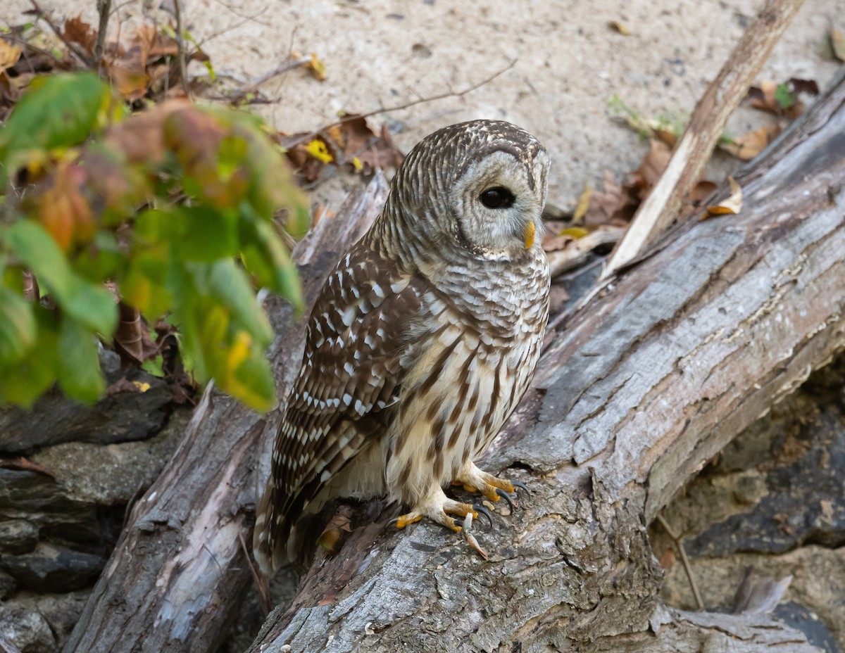 Barred Owl - ML609498843
