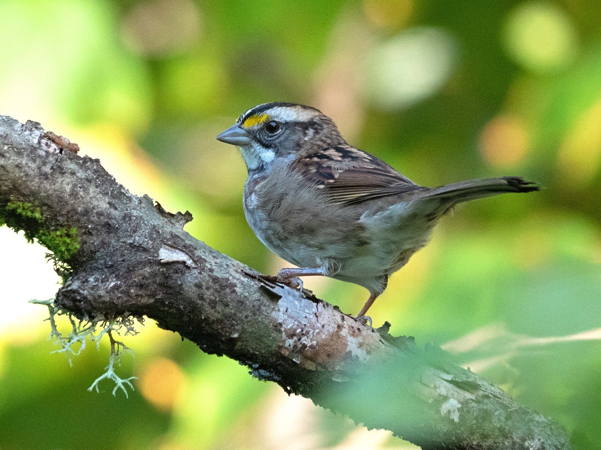 White-throated Sparrow - ML609498911