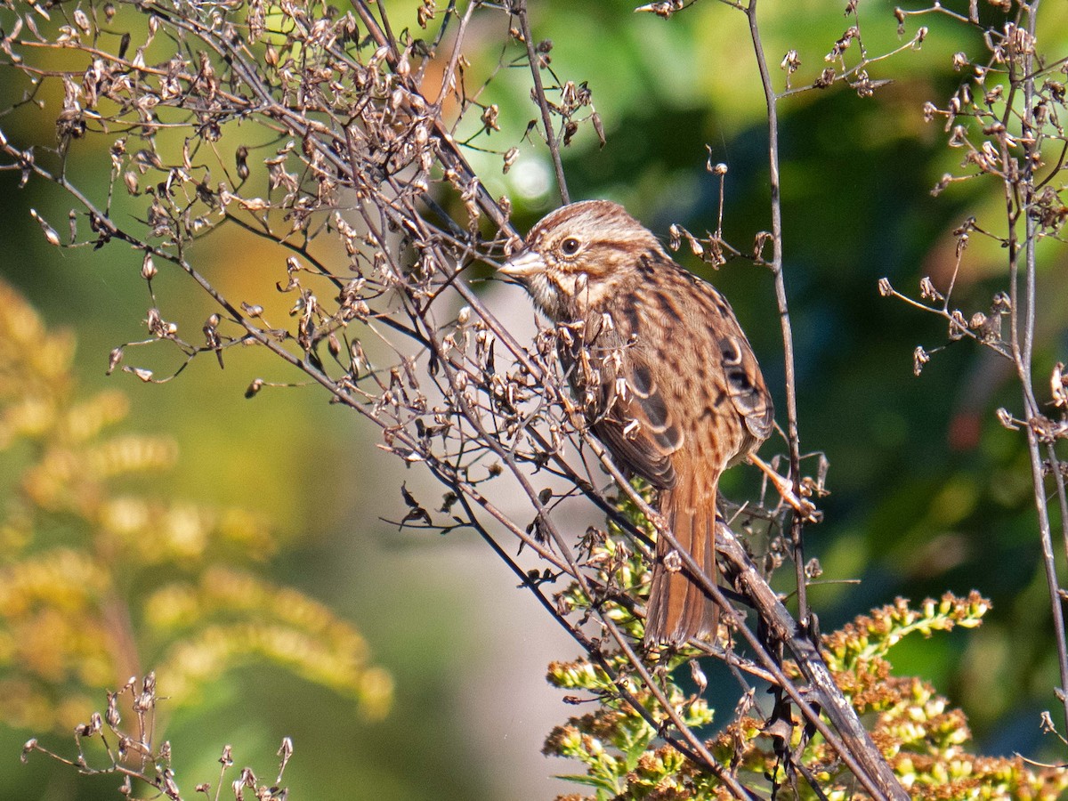 Song Sparrow - ML609498914