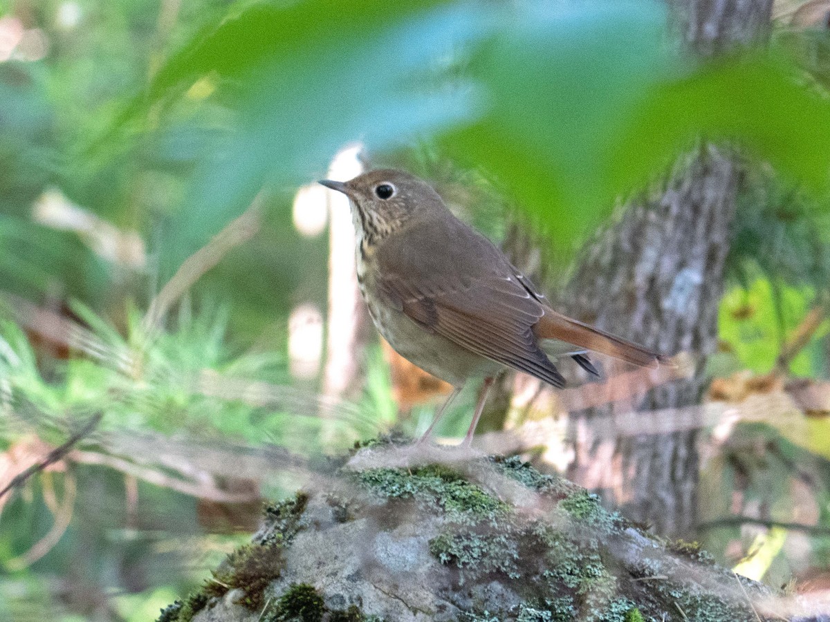 Hermit Thrush - ML609498916