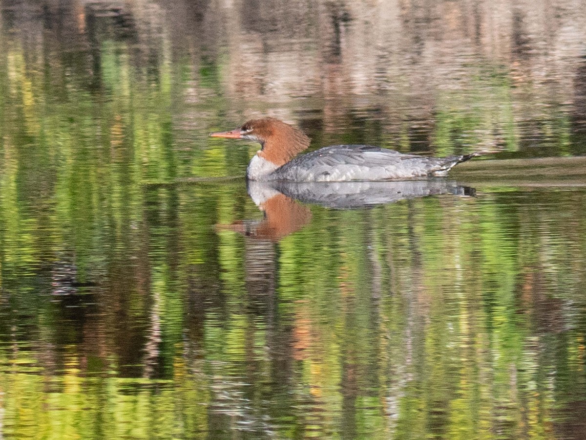 Common Merganser - ML609498918