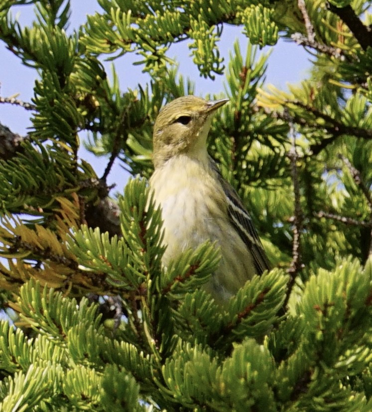 Blackpoll Warbler - Craig Christensen