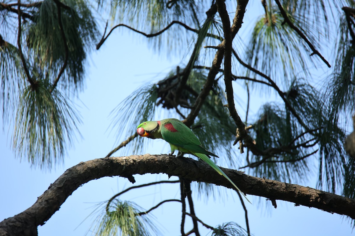 Alexandrine Parakeet - ML609499317