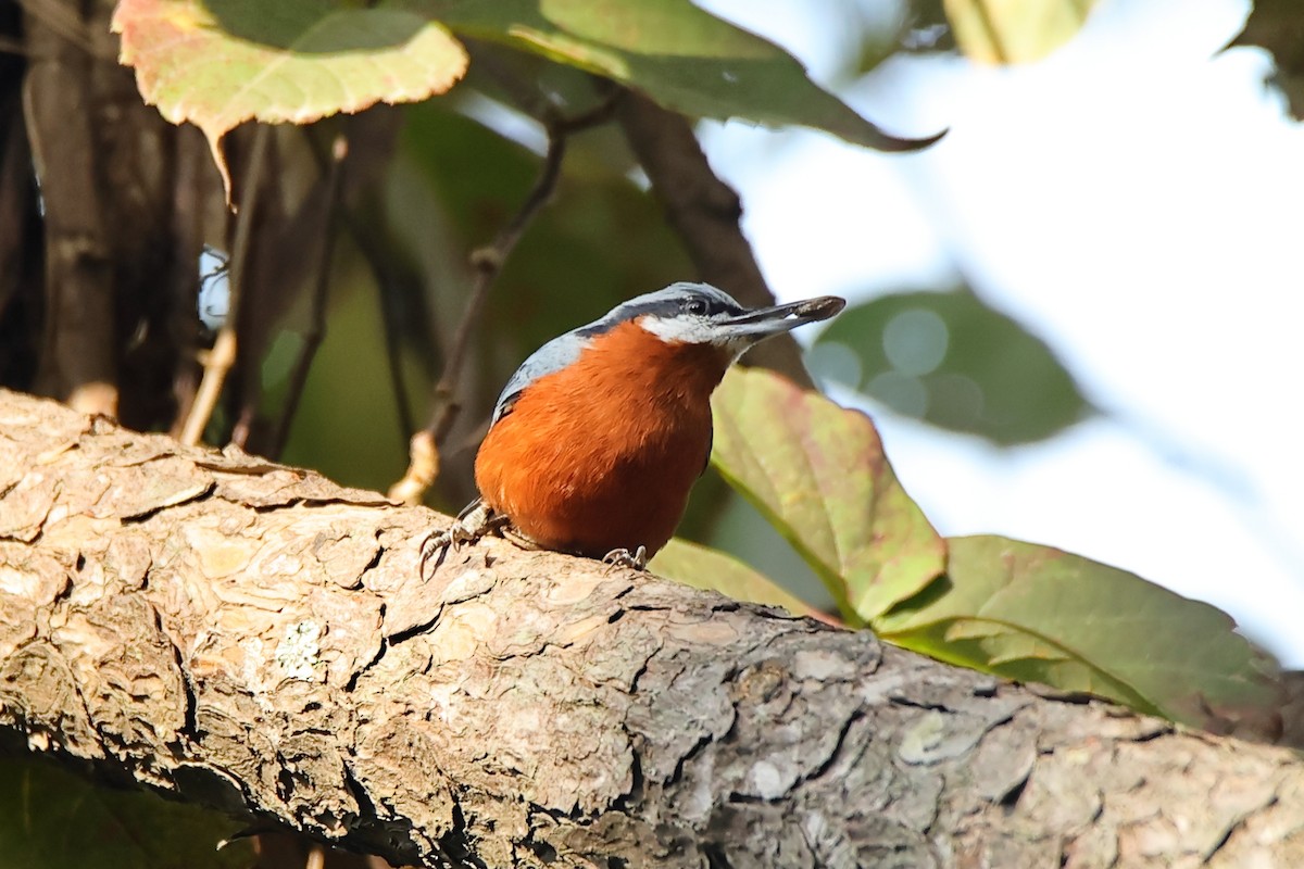 Chestnut-bellied Nuthatch - ML609499339