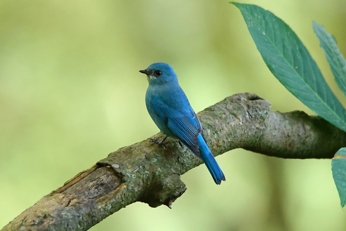 Verditer Flycatcher - ML609499349