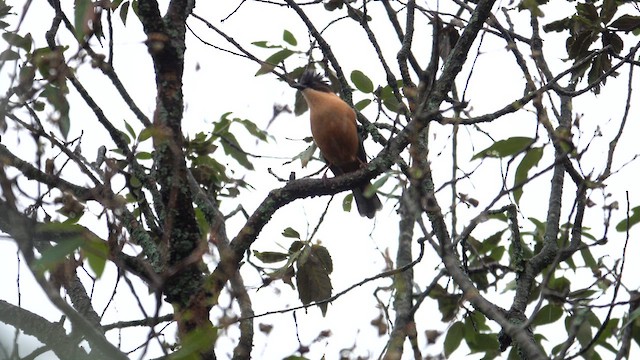 Rufous Sibia - ML609499421