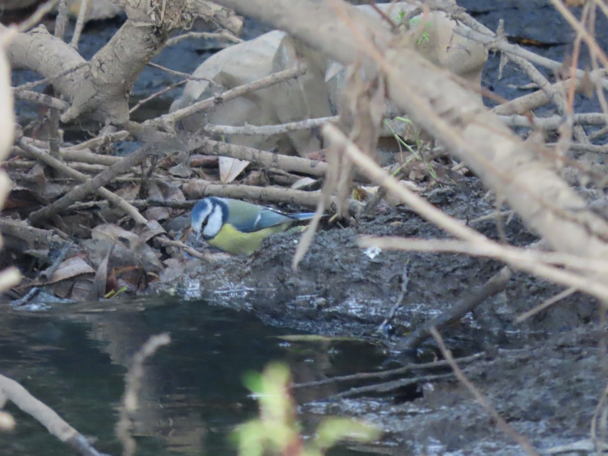 Eurasian Blue Tit - ML609499443