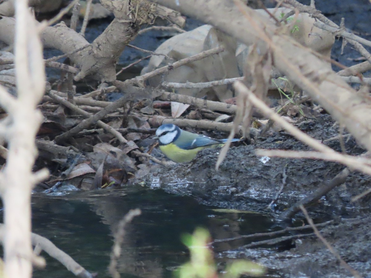 Eurasian Blue Tit - ML609499446