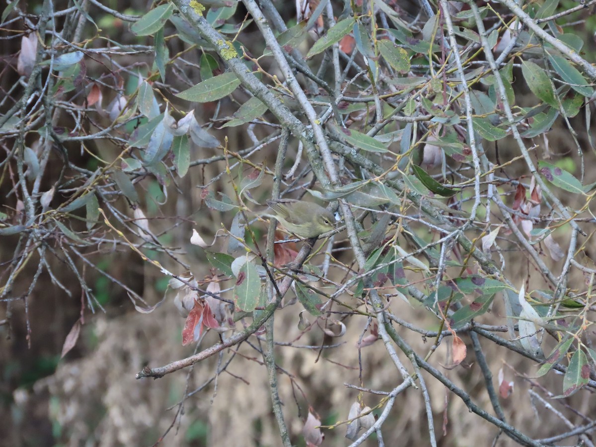 Common Chiffchaff - ML609499453