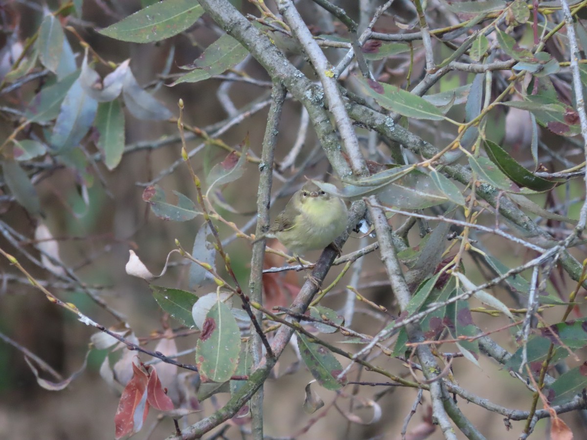 Common Chiffchaff - ML609499454