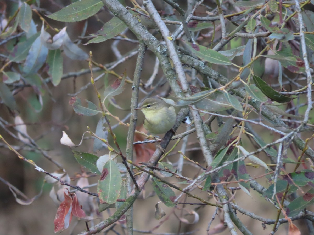 Common Chiffchaff - Mason Jeffries