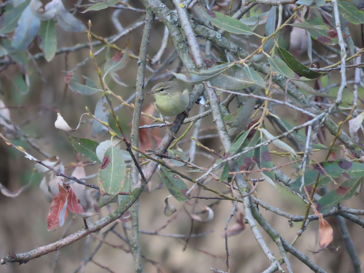 Common Chiffchaff - ML609499456