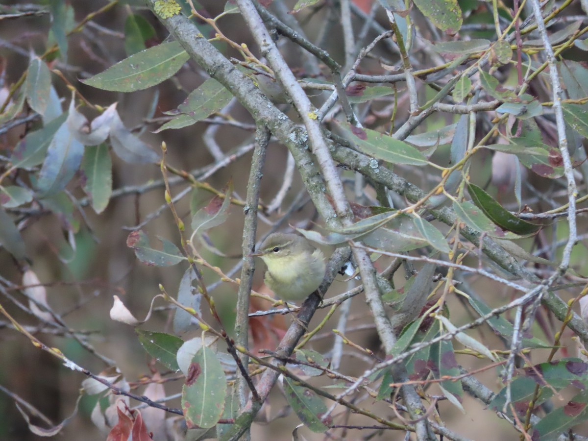 Common Chiffchaff - Mason Jeffries