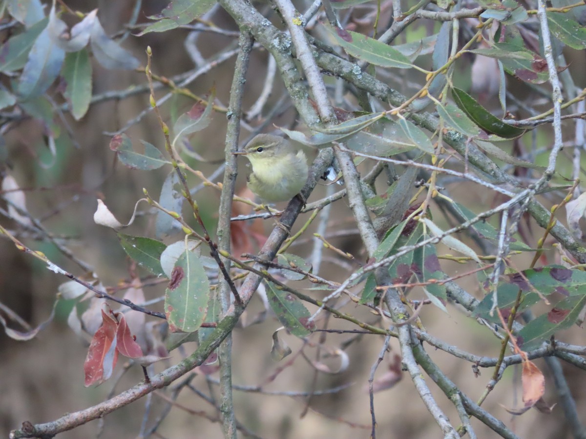 Common Chiffchaff - ML609499458