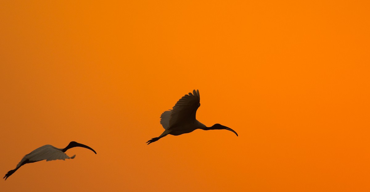 ibis černohlavý - ML609499478