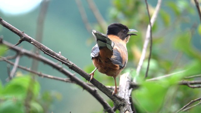 Rufous Sibia - ML609499480
