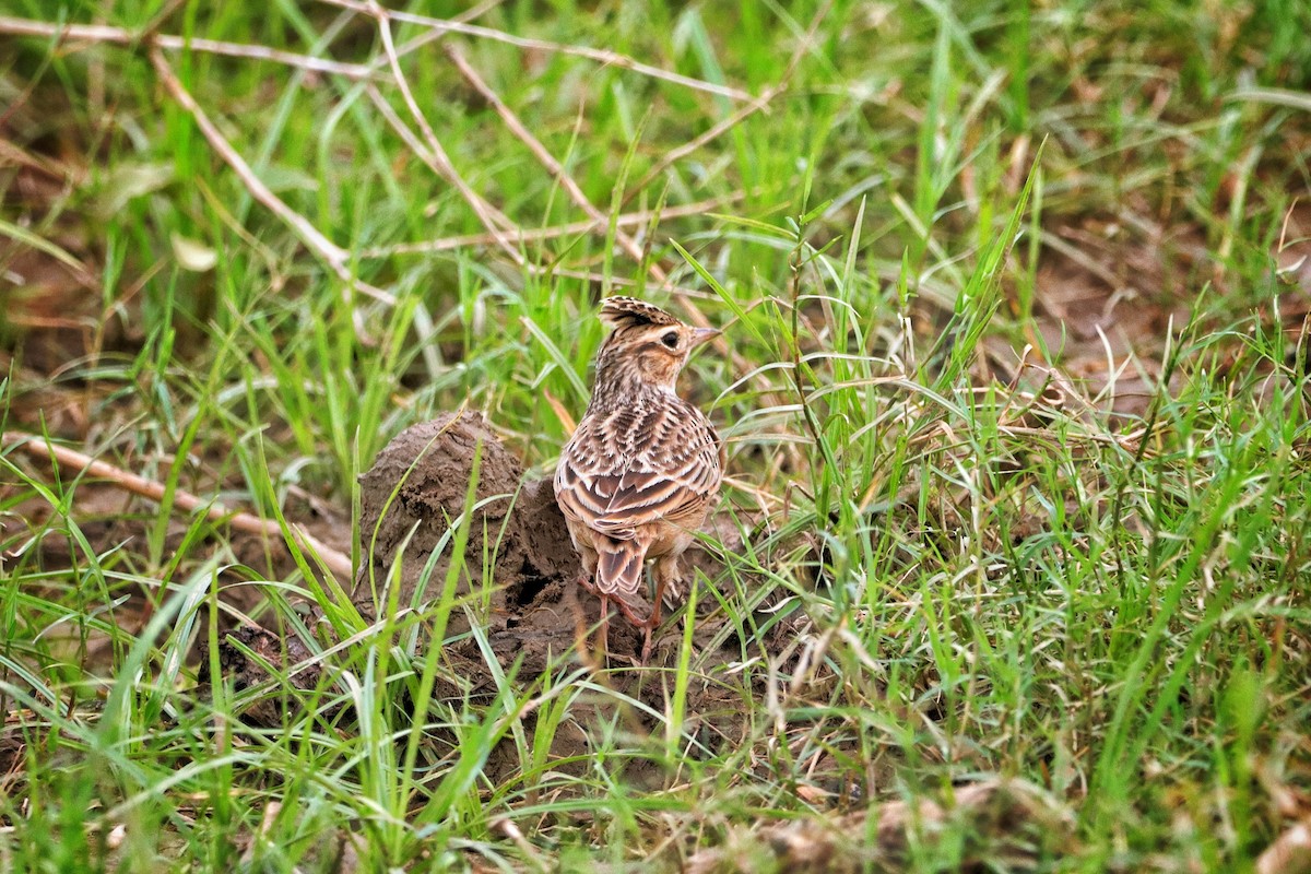 Crested Lark - ML609499565