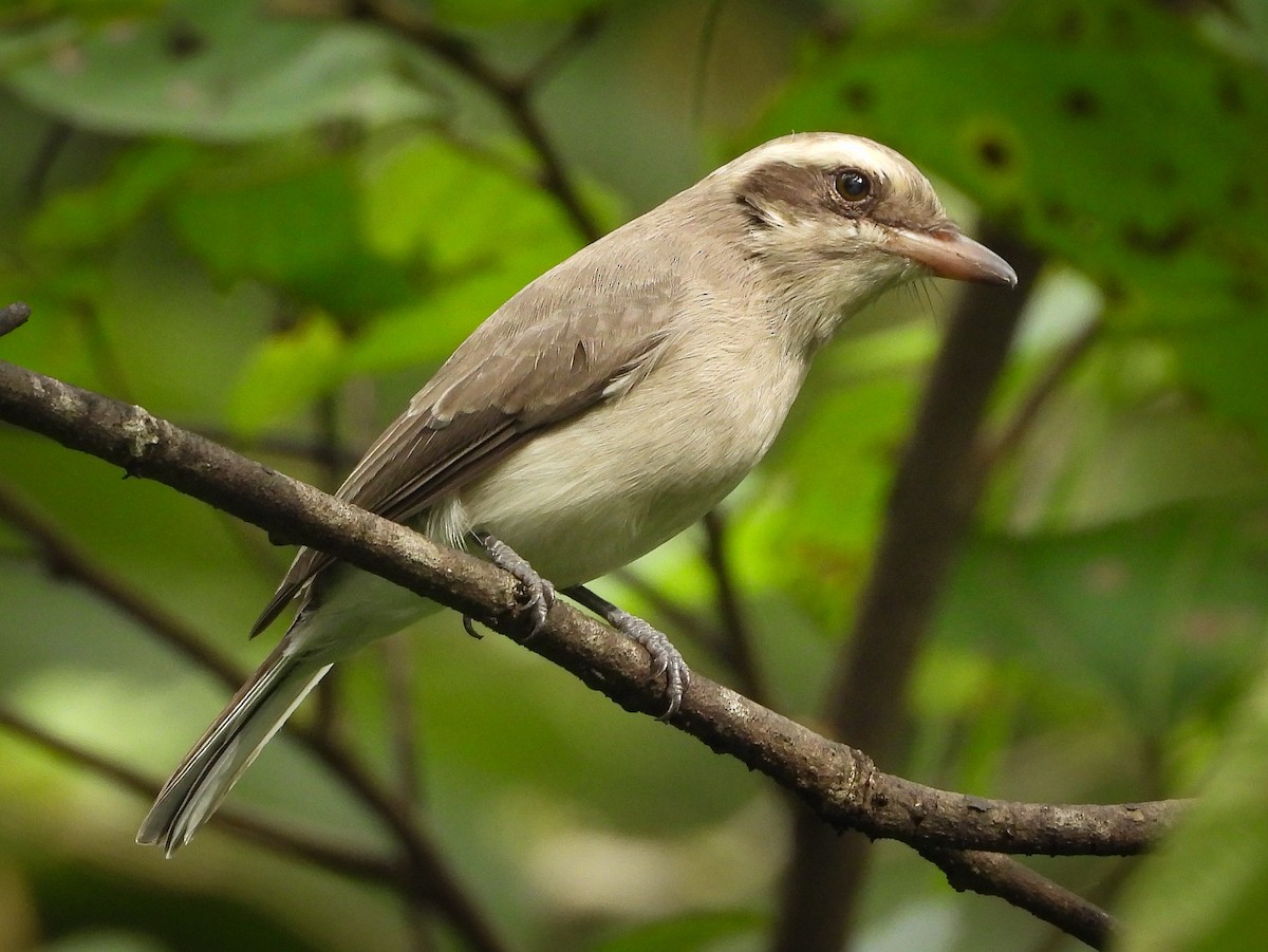 Common Woodshrike - VAibhAV Patil