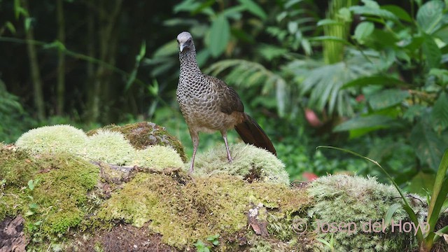 Chachalaca Colombiana - ML609499673