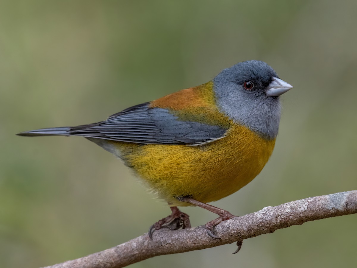 Patagonian Sierra Finch - Santiago Chávez