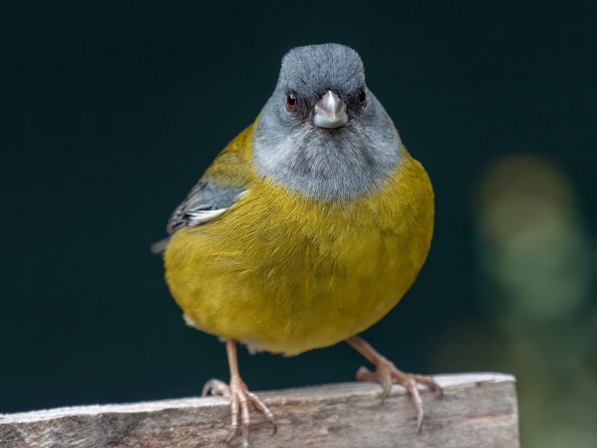 Patagonian Sierra Finch - ML609499686