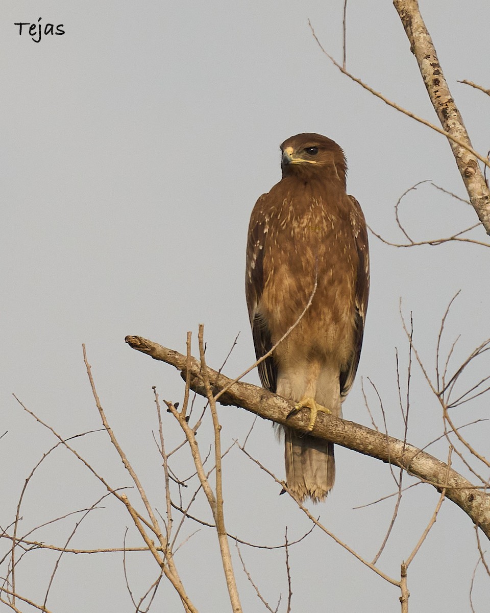 Indian Spotted Eagle - ML609499698