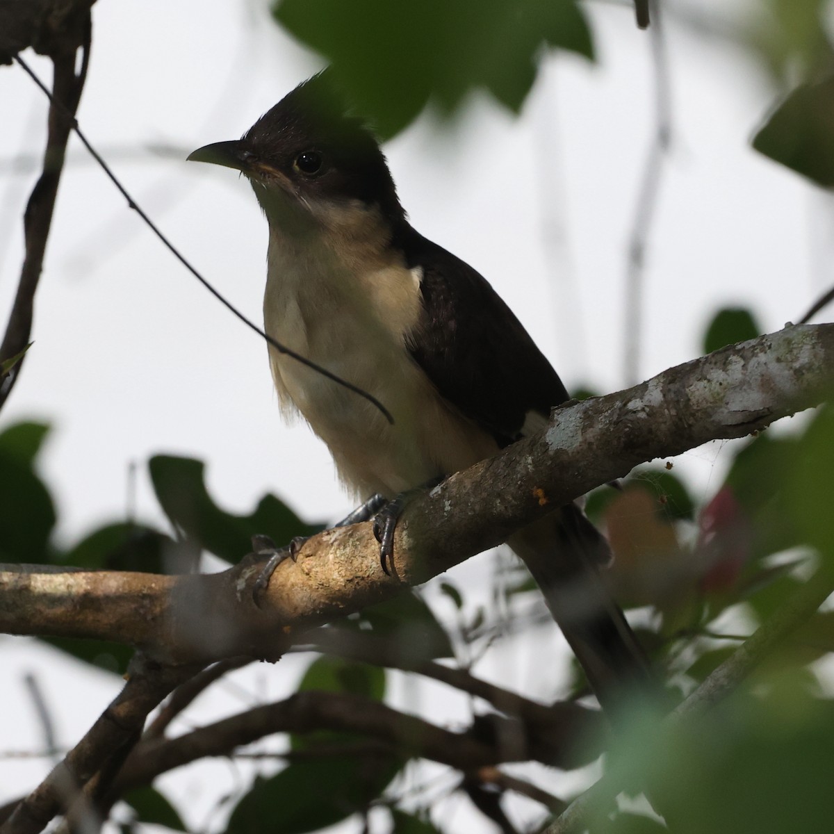 Pied Cuckoo - ML609499754