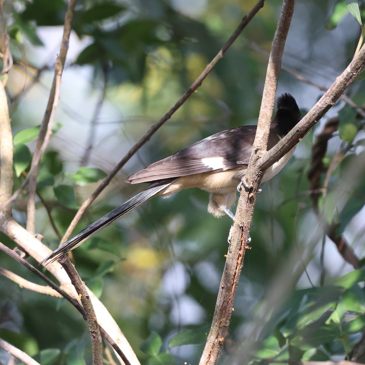 Pied Cuckoo - ML609499756