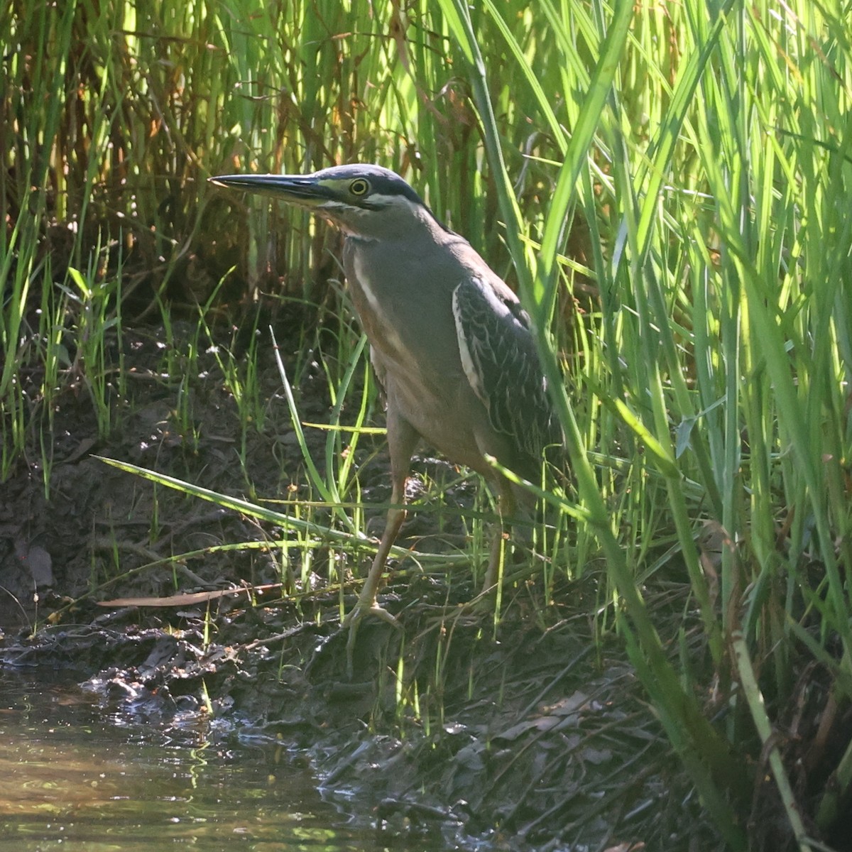 Striated Heron - ML609499781