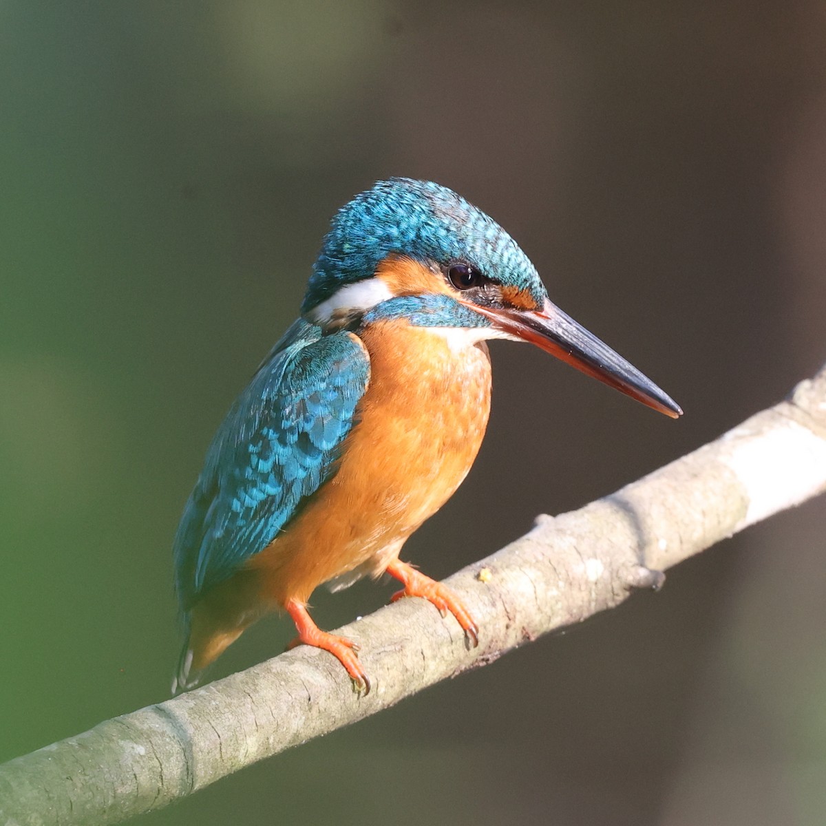 Common Kingfisher - ML609499798