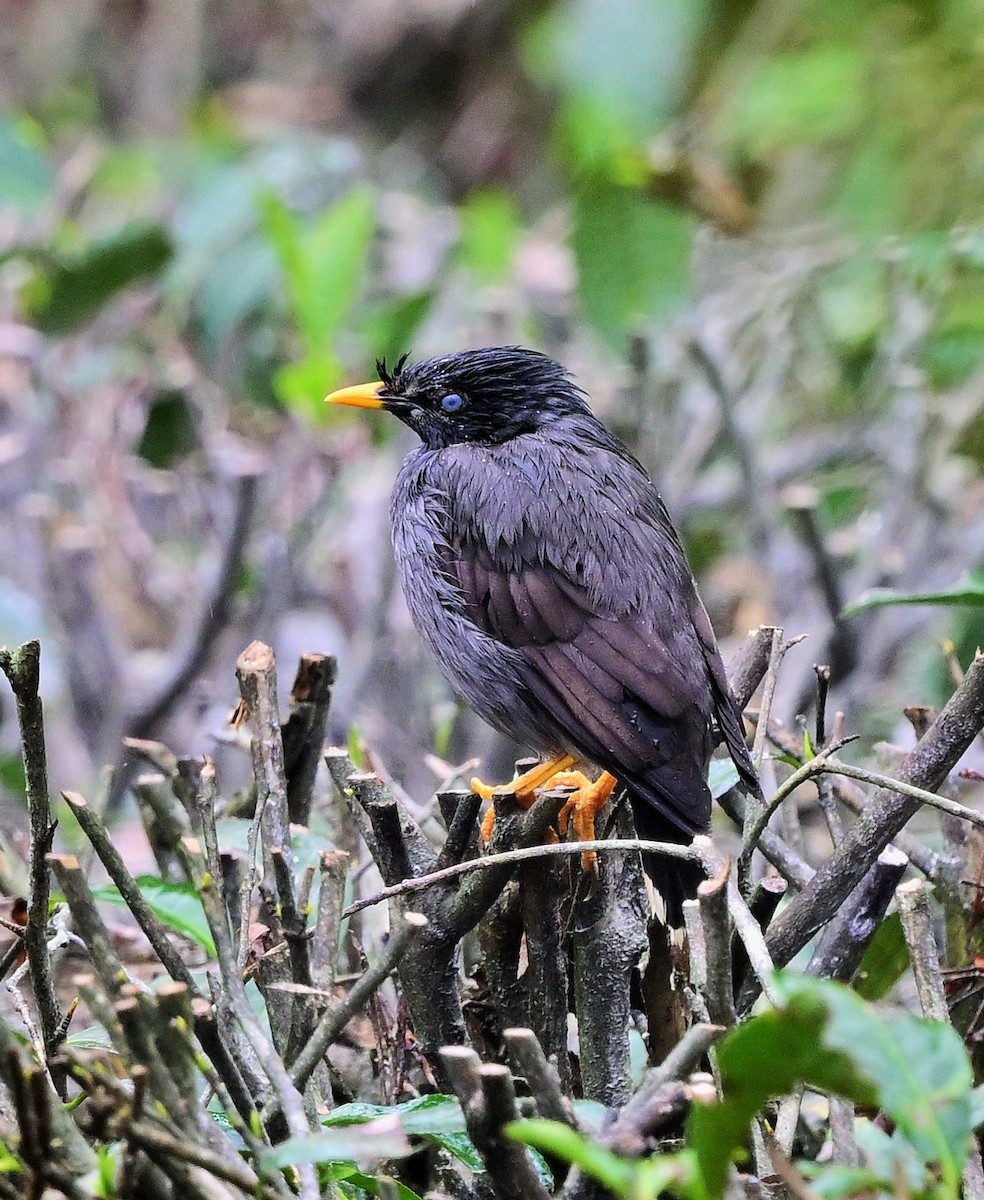 Jungle Myna - Hetali Karia