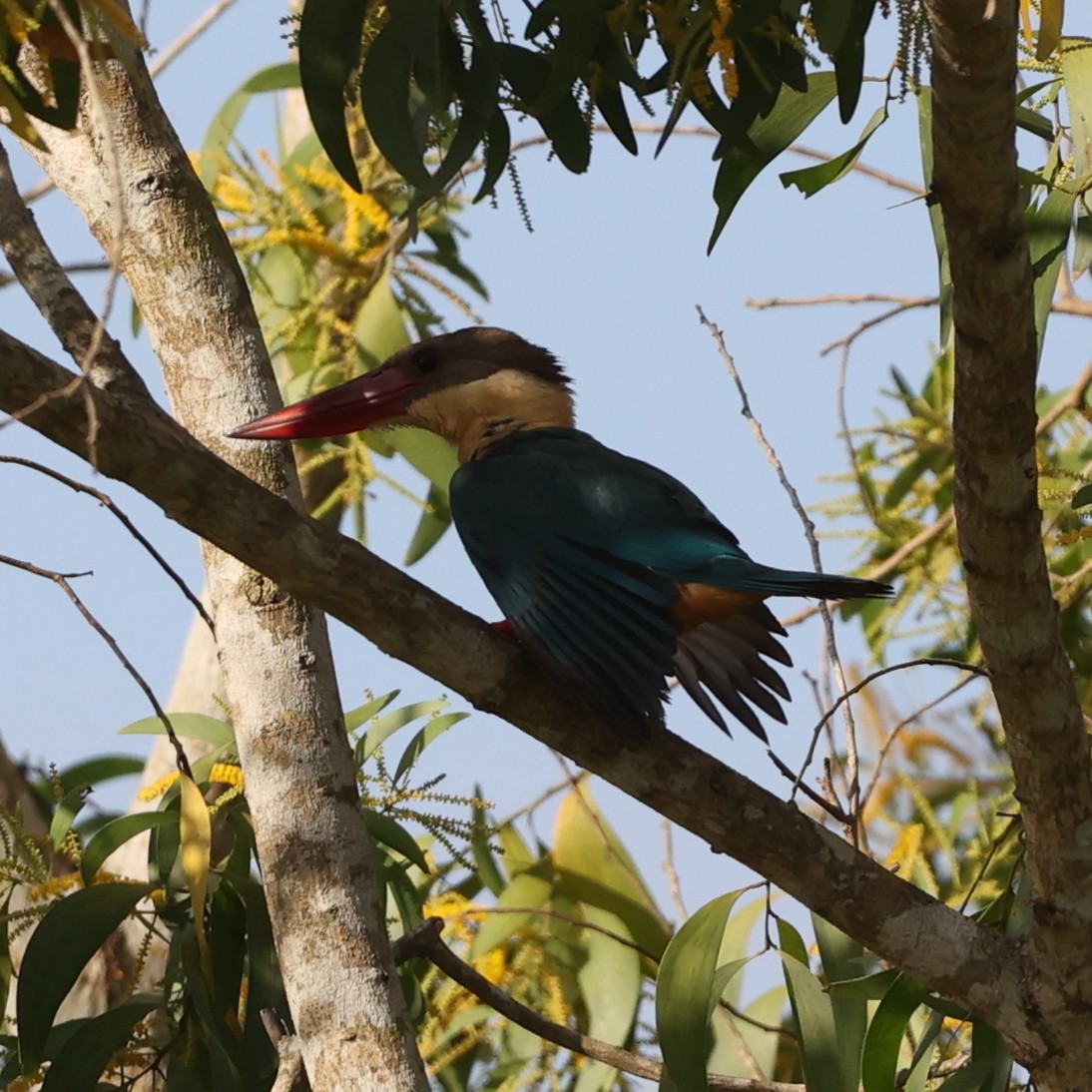 Stork-billed Kingfisher - ML609499806