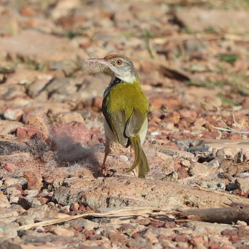 Rotstirn-Schneidervogel - ML609499814