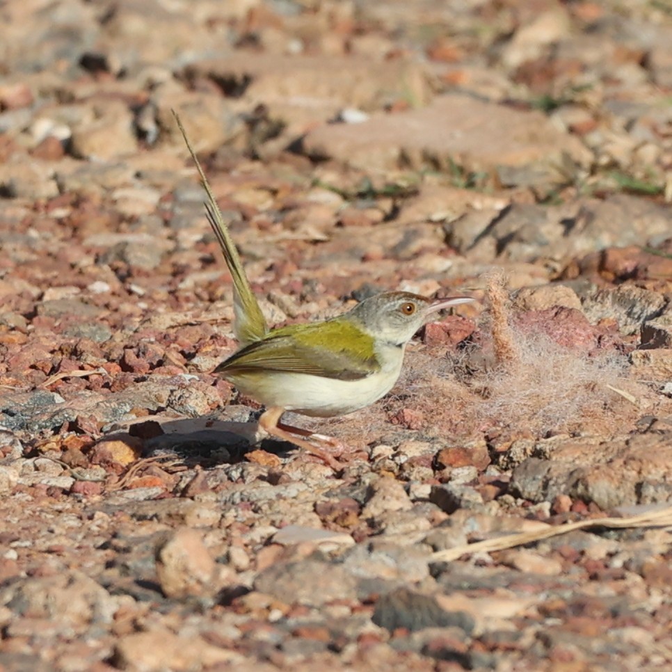 Common Tailorbird - ML609499815