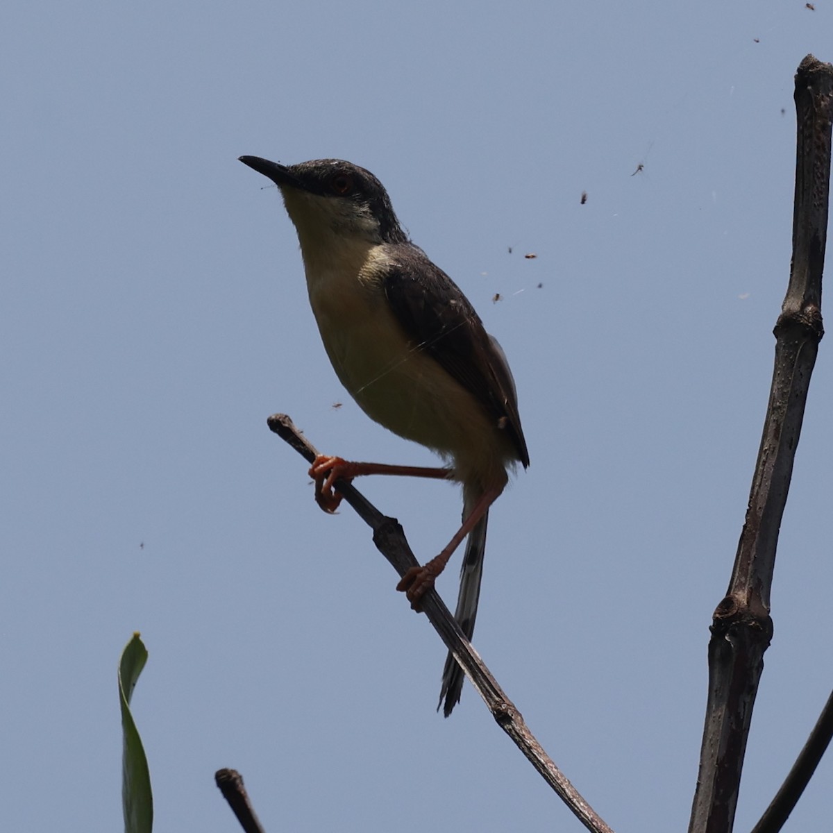 Ashy Prinia - ML609499822