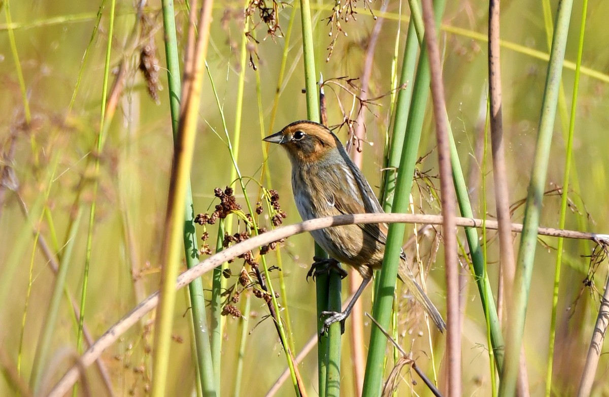 Nelson's Sparrow - Stéphane Barrette