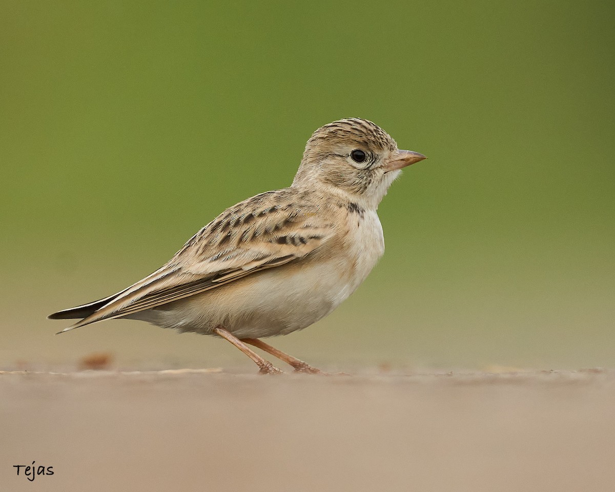 Mongolian Short-toed Lark - ML609499885