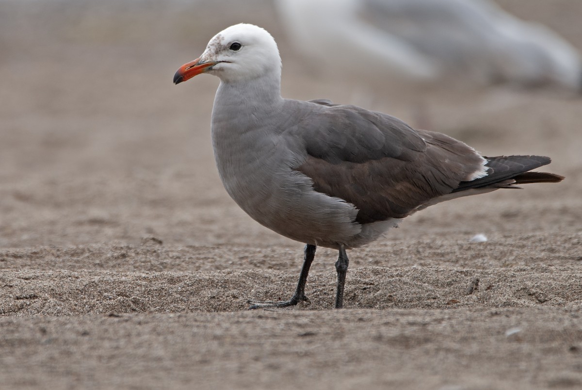 Heermann's Gull - Andrew Simon