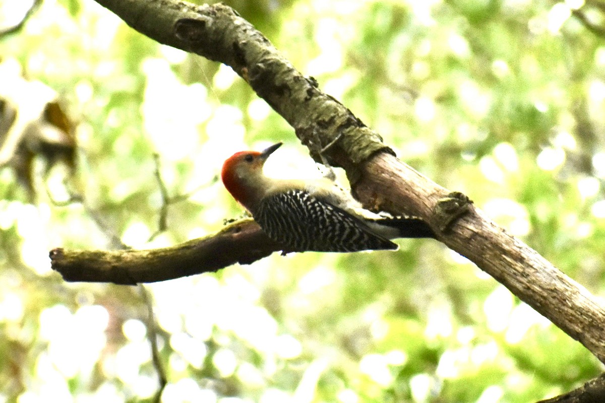 Red-bellied Woodpecker - ML609499892